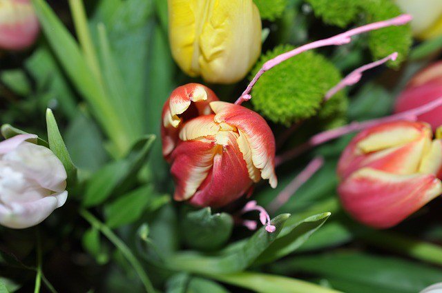Photo By AnneAu53 | 
 #tulipbouquet #flower #nature #natureaddict #natureporn #naturehippys #nature_brilliance #nature_sultans