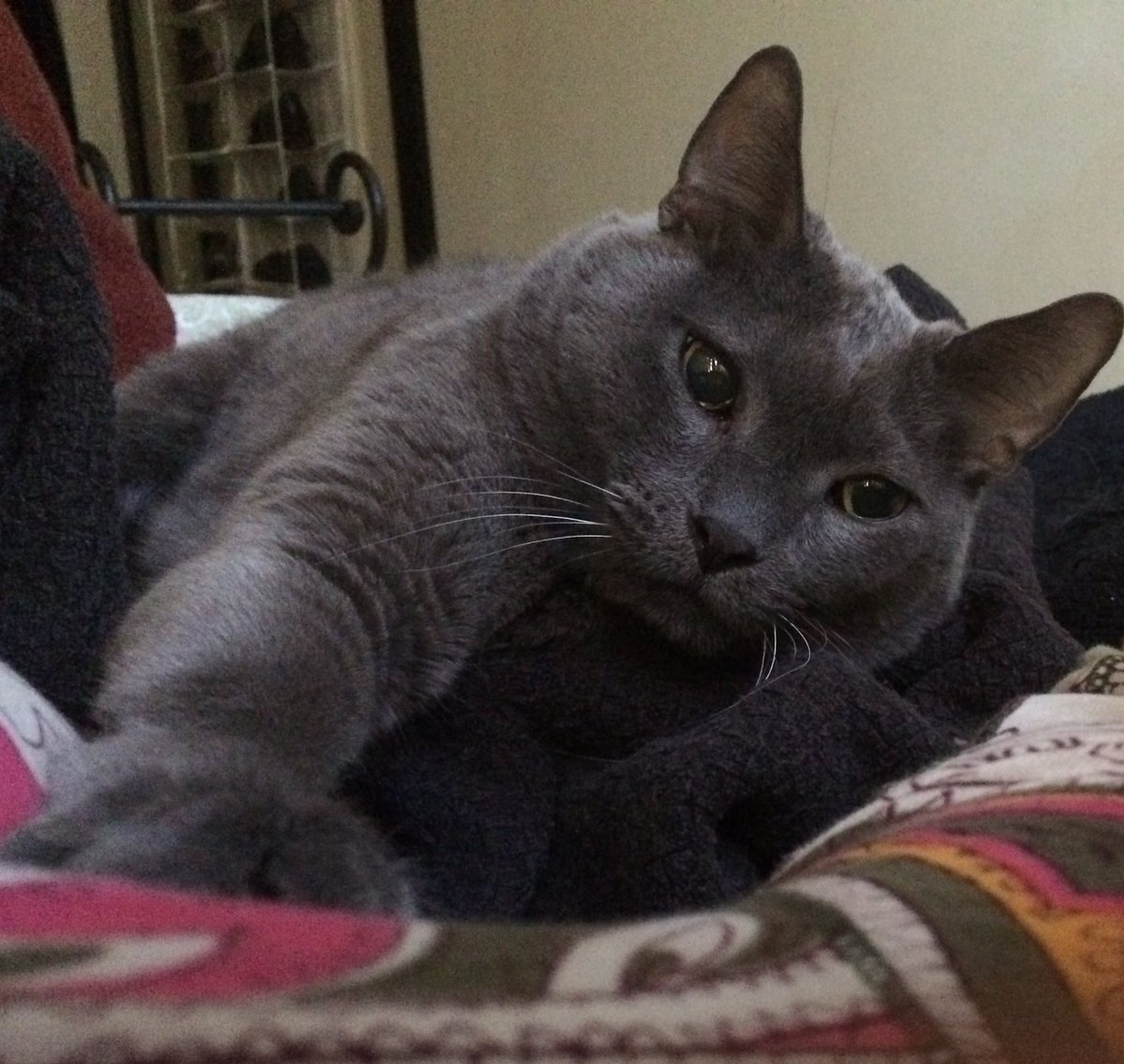 ToasttheCat1's tweet photo. Really missing you today Toast. Really missing you a lot! https://t.co/uyMQeJHyRm