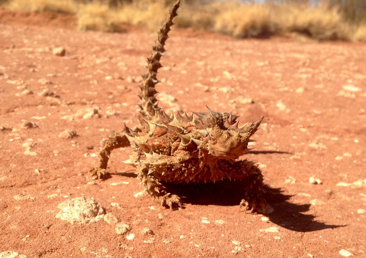 wildcoastimages's tweet photo. Always a treat seeing a #thornydevil
#seeaustralia #AusoutbackNT #NT #outback #desert #centralaustralia #reptile #wildlife #wilderness https://t.co/QOr8R8nSyy