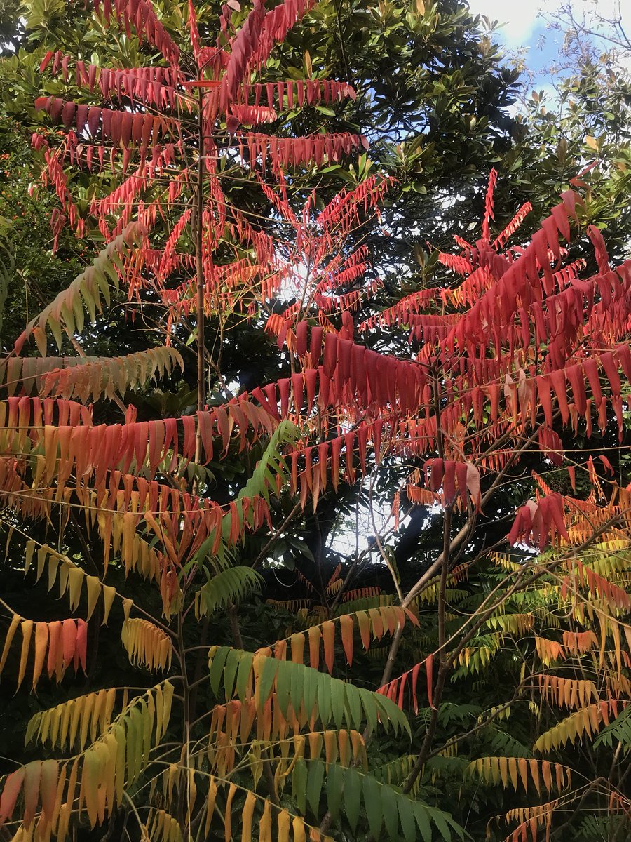AccidentalLight's tweet photo. Autumn. #LondonLoop #LL06 #LL07 https://t.co/4fM8cDVjZa