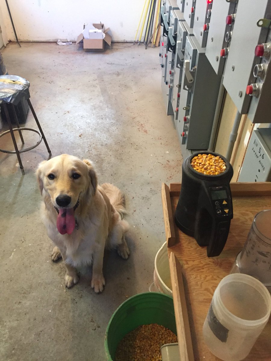 Good company running the dryer this morning #harvest2017