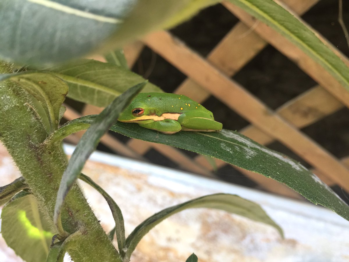 TheSnakeDude's tweet photo. Green #Treefrog has been hanging out on my native sunflowers. #backyardherps https://t.co/ow0VWU2xv6