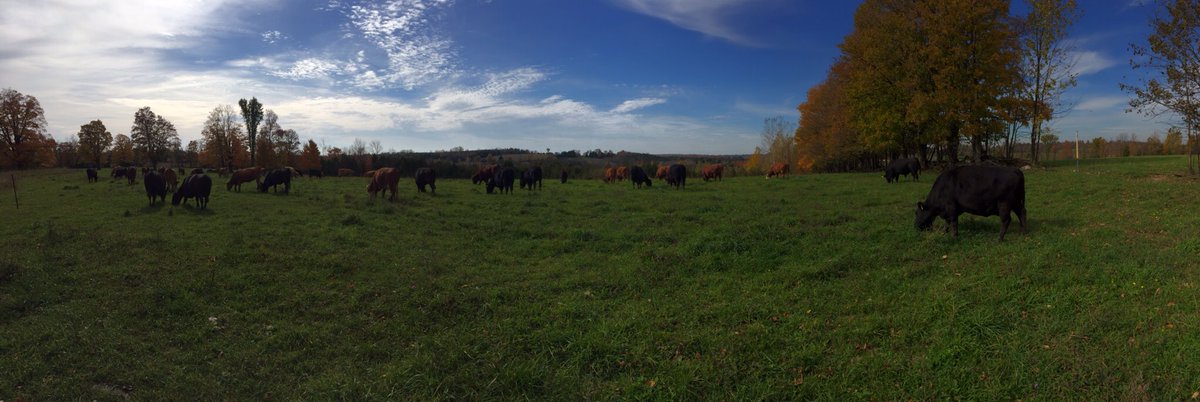 Moved this group cows to higher ground. Hopefully keeps some of the noise down after weaning.