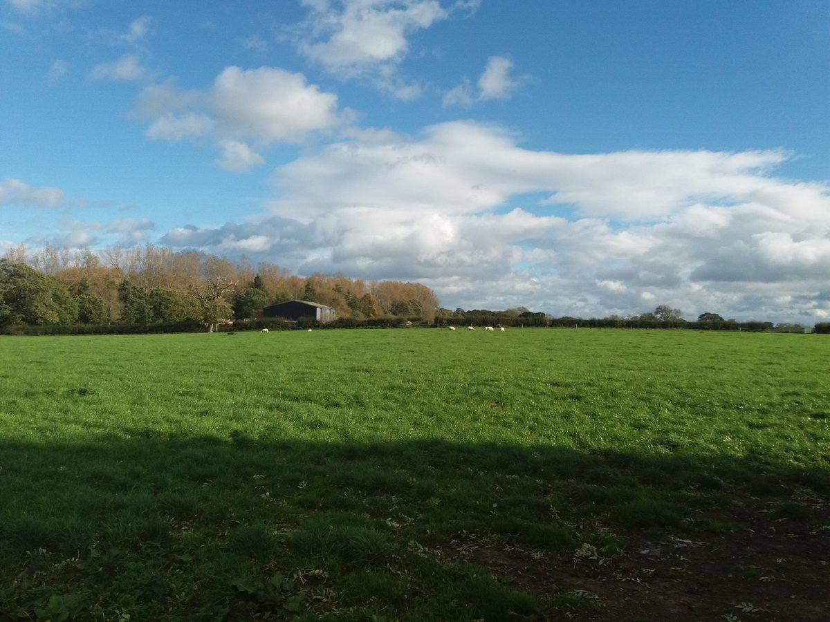 funnyfarmloulou's tweet photo. Get off my land yee wooly fekers!! I don't dislike sheep .... just dont want them grazing my land in October #cowsfirst #sheepNever https://t.co/EW96stLFux