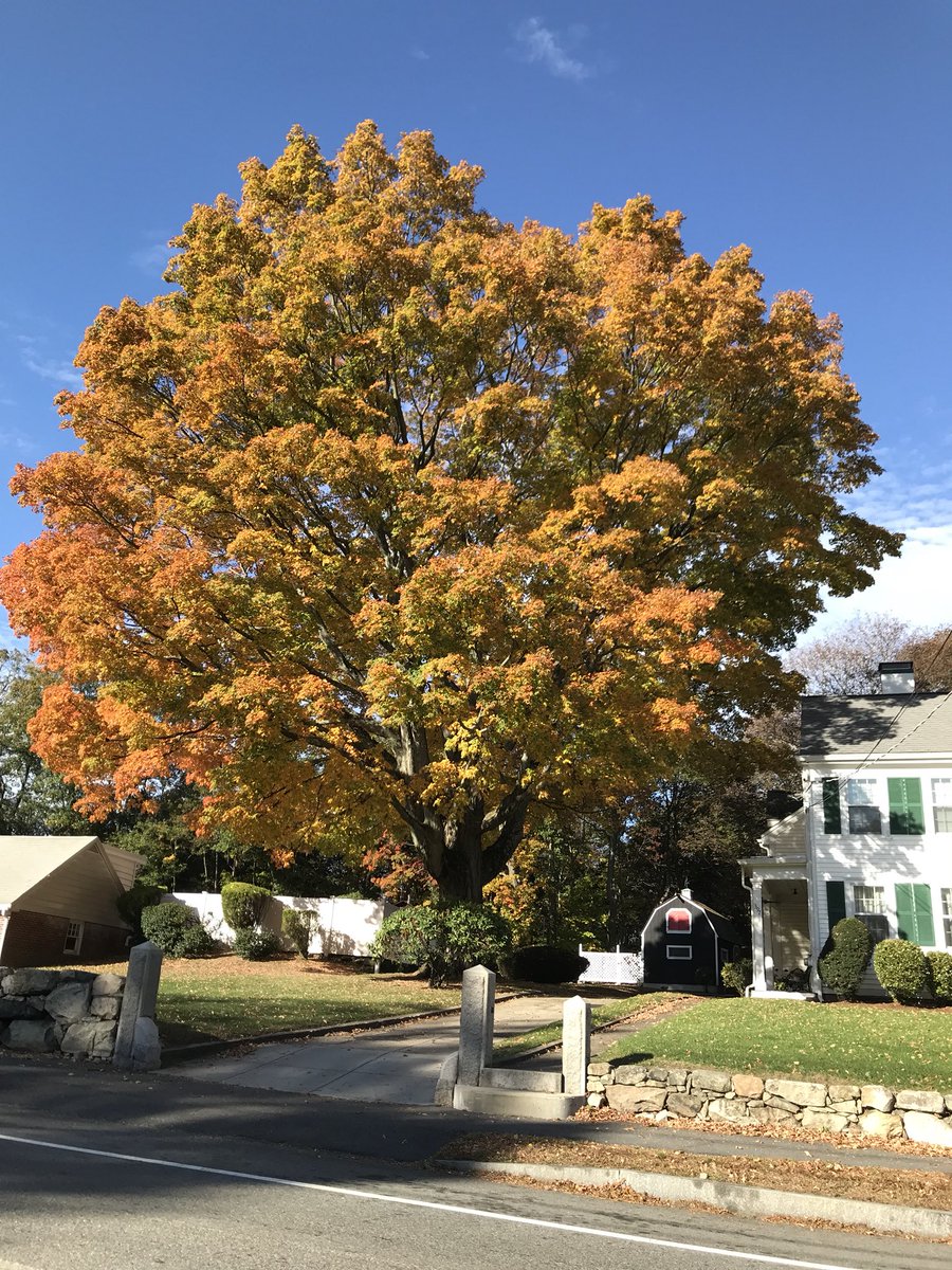 HankWH's tweet photo. Nature sure knows how to lift your spirits! #thistreeisrightoutofapainting #fallingforautumn #color #magnificentbeauty https://t.co/Tl1FNXIJfW