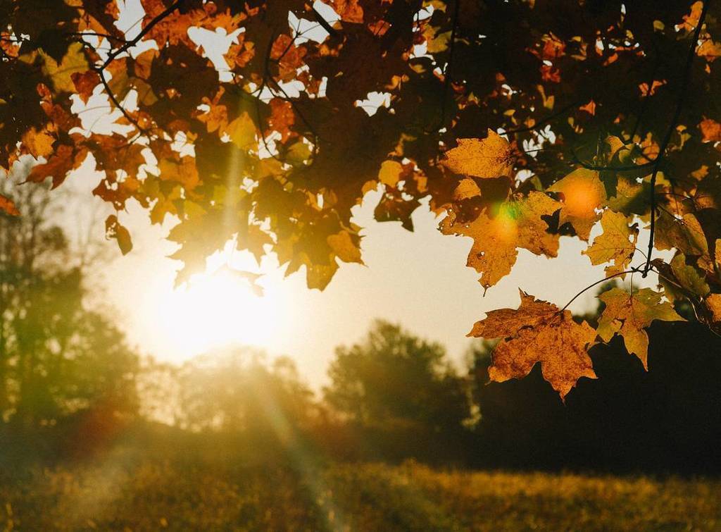 MotoMattPhoto's tweet photo. #bandestrees #wisconsin #autumnleaves #sunrise #driftless https://t.co/7CZV5mtf3h