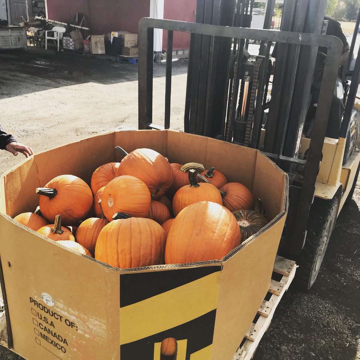 SoFASanJose's tweet photo. Pumpkins today at #sofafarmersmarket #SundayMorning #DTSJ #sofadistrict https://t.co/kvfy1MjSwk