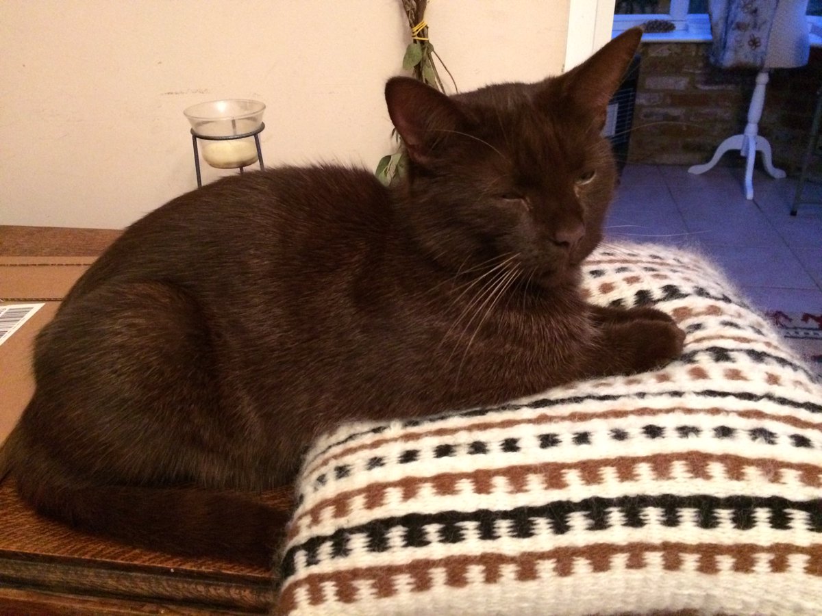 SuffolkAlpaca's tweet photo. An alpaca handspun and handwoven cushion is the perfect place for a cat to sleep! #crafthour #alpaca #handmade #ecocreate https://t.co/sCodkk1Fmh