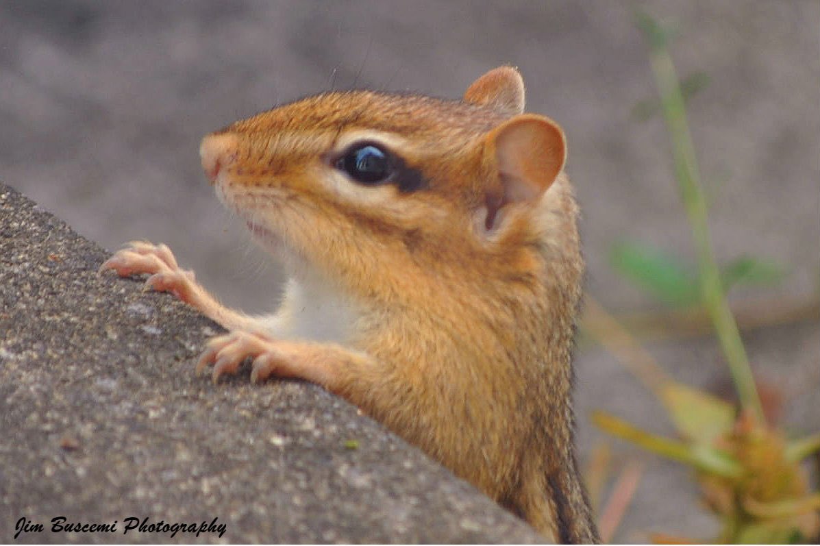 Jbusc33's tweet photo. #chipmunk #chipmunks #wildlifephotography, #wildlife, #backyard, #fairportny, #visitor #chillin #naturephotography #Mpixfans #shutterbugpix. https://t.co/tXLPjS1KcE