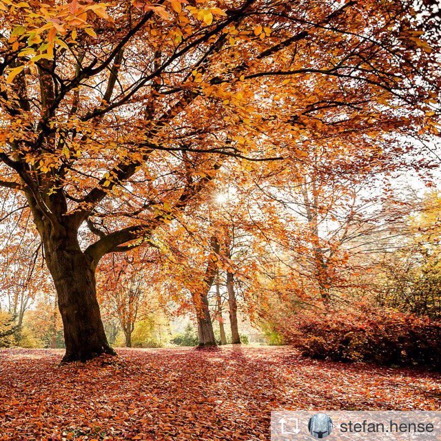 Een prachtige foto van ons #kasteelpark in de #herfst! 🍁🍂
Heeft u het park al eens bezocht tijdens uw verblijf op ons #landgoed? #vaalsbroek