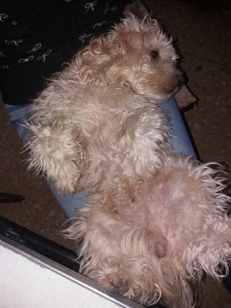 Daniiiii_AAr's tweet photo. Cuando no podes más de 💕 #MiFiel 🐾 #Simón #Mimoseando https://t.co/DtVVye81cA