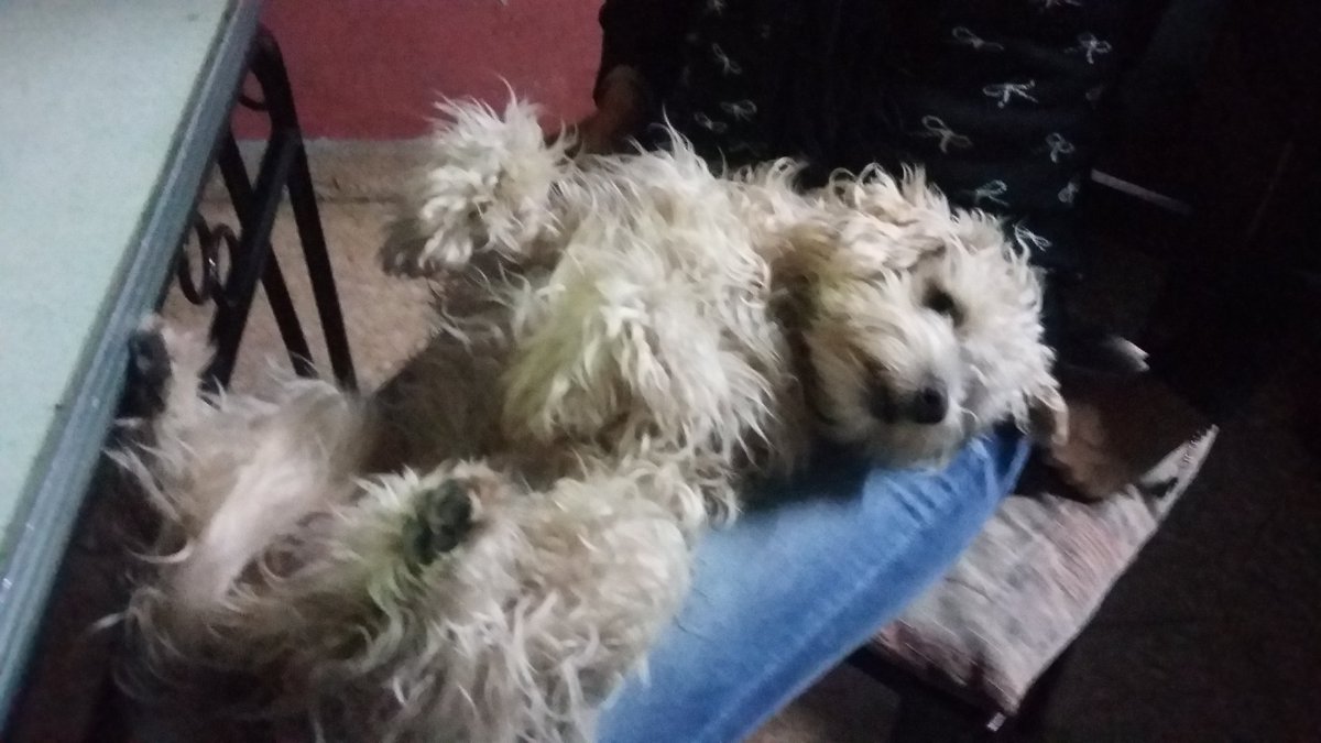 Daniiiii_AAr's tweet photo. Cuando no podes más de 💕 #MiFiel 🐾 #Simón #Mimoseando https://t.co/DtVVye81cA