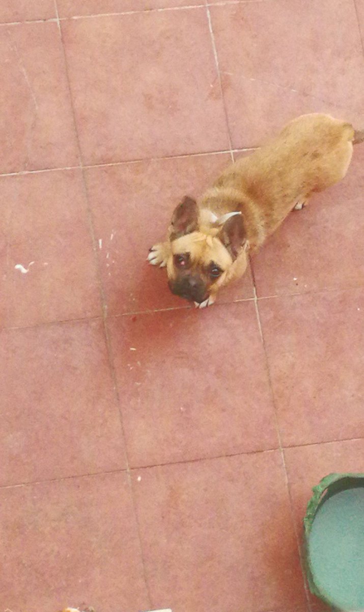 jabalosrancho's tweet photo. Perro maltratado en Granada, ayuda para denunciar anonimamente por favor DIFUNDID https://t.co/MwLnb7Uouj