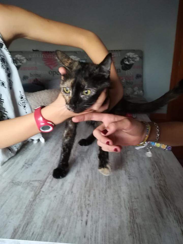 Encontrada en la C/Pozo Chico de Valdemoro.
Actitud cariñosa y muy buena.

Si la reconocéis escribid a adopciones@aibamadrid.com