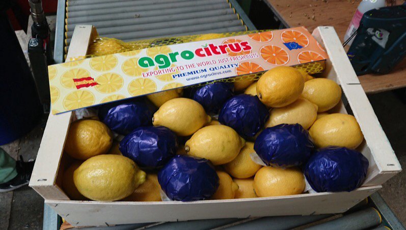 InfoAgrocitrus's tweet photo. Primofiori lemon - caliber 4 https://t.co/eXOdFgYls6