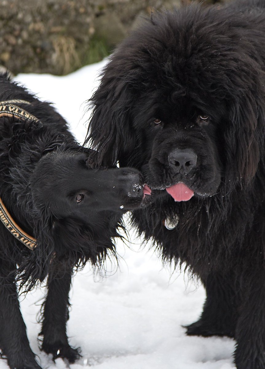 Frostnuffe's tweet photo. Hoping for snow soon!

Tis last years snow with me and ma best friend Oscar https://t.co/nlY5N1eHQW