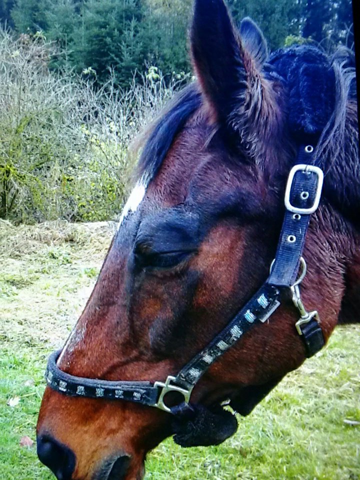twotoned9's tweet photo. Wenn das Pony nachmittags lieber döst. Auch okay #backtocouch #sundaymood https://t.co/w81aibUKlc