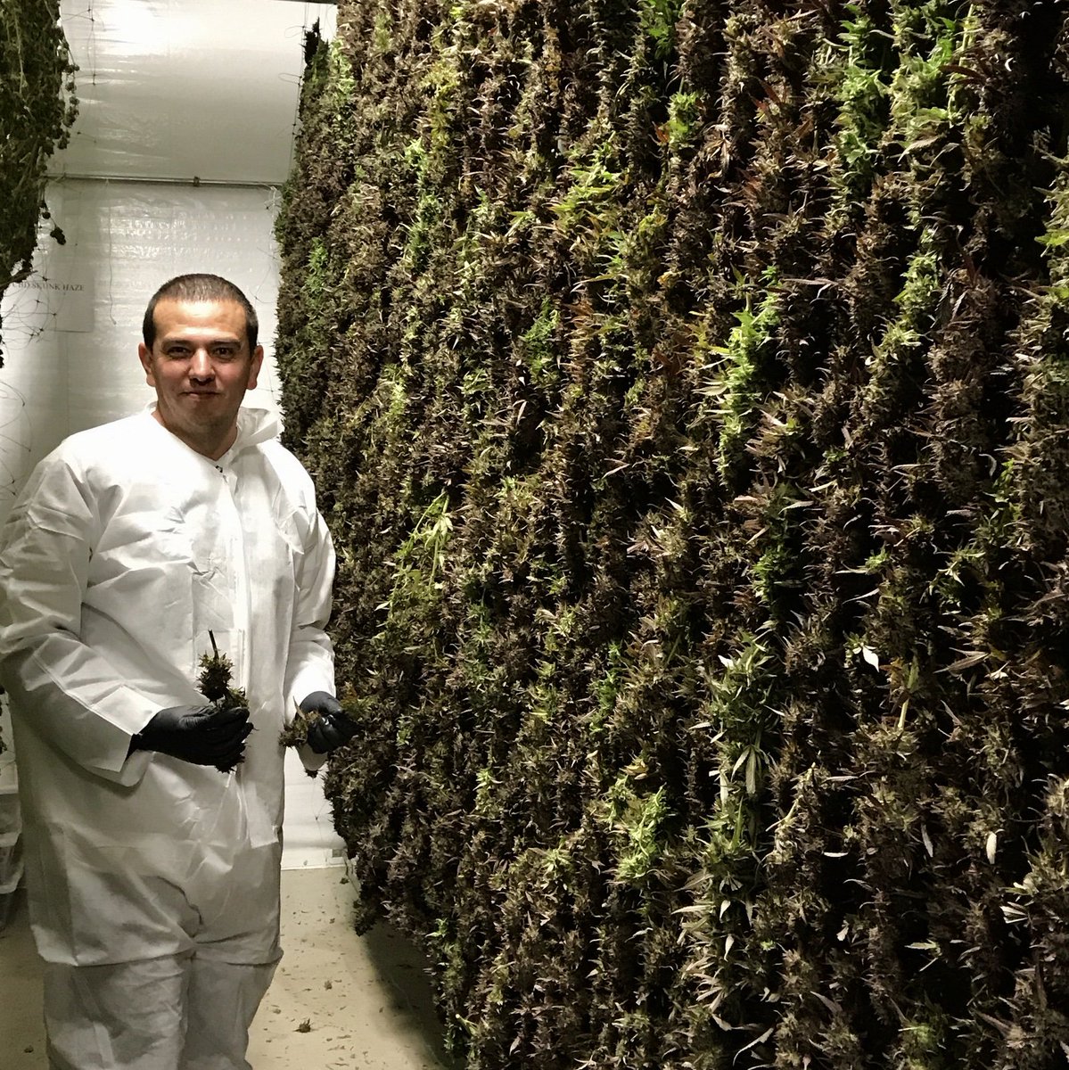 QuincyGreenLLC's tweet photo. Climate controlled cure and lots of TLC!  #SlowCure #QuincyGreen #SustainableFlower #RadicalGoodness https://t.co/mZFJYrbro3