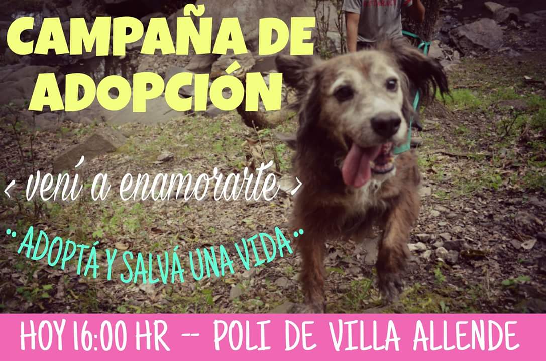 Hoy Domingo de Campaña🐶🐕💓
Te esperamos en el Poli de Villa Allende desde las 16hs.
#AdoptaNoCompres #sumateALREFU
#salvaunavida