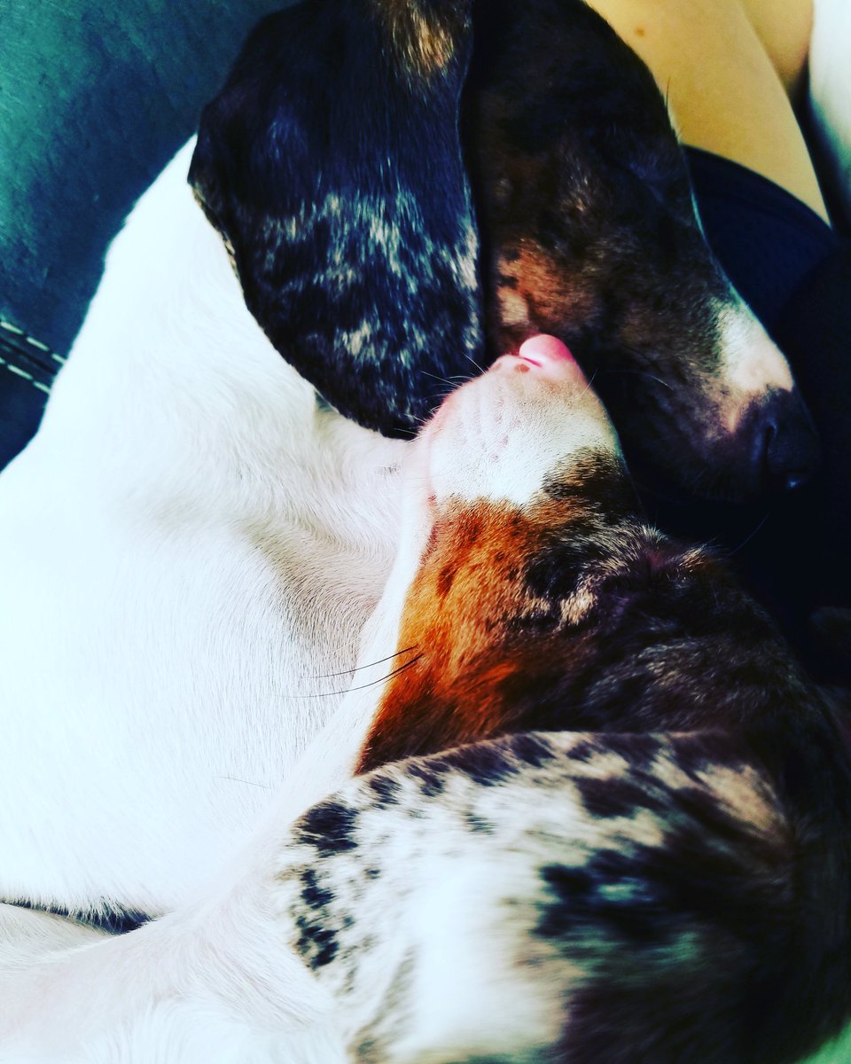 CriderCrew's tweet photo. Hank and Harvey sunday napping in the chair!!! #dogs #dogsofinstagram #blinddogsrock #doubledapple #doxie #daschund #adoptdontshop https://t.co/0PdMPr8JCe