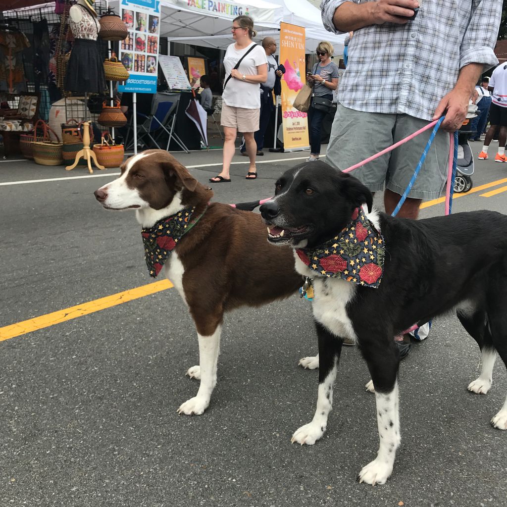 ArkCornbread's tweet photo. We had some of the cutest pups at #arcornbreadfest2017! #puppylove #southernliving Tag your #cornbread pooch! https://t.co/o26NlT1Yvr