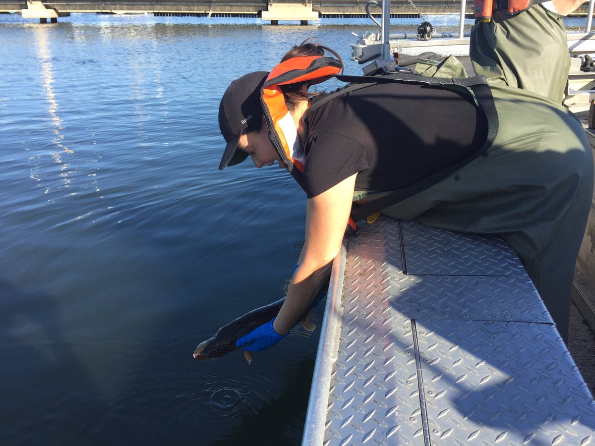 Ladyfishbio's tweet photo. Setting my first Vemco tagged Northern Pike free. Our journey together begins! @hhfishtracking #Northern Pike #DFO_science https://t.co/HpnSFWXMGn