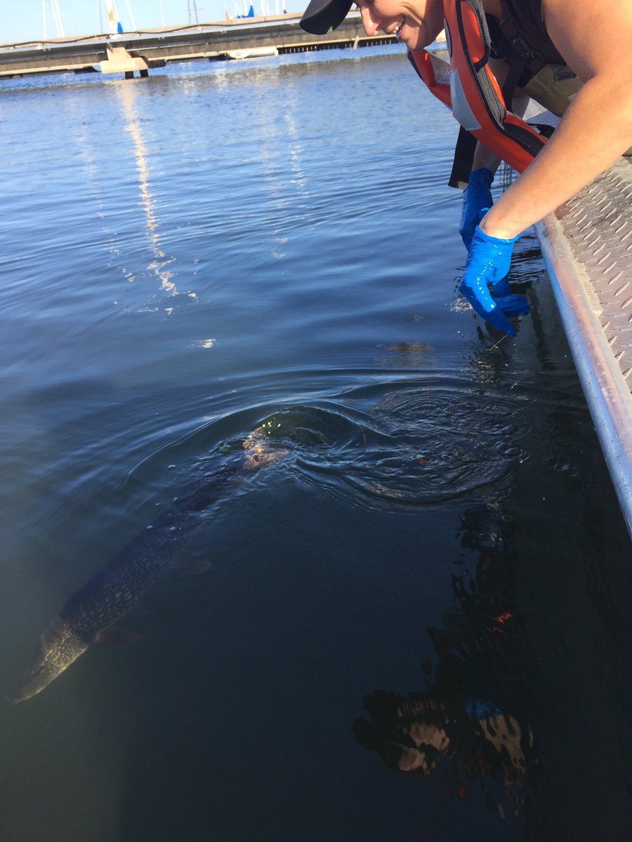 Ladyfishbio's tweet photo. Setting my first Vemco tagged Northern Pike free. Our journey together begins! @hhfishtracking #Northern Pike #DFO_science https://t.co/HpnSFWXMGn