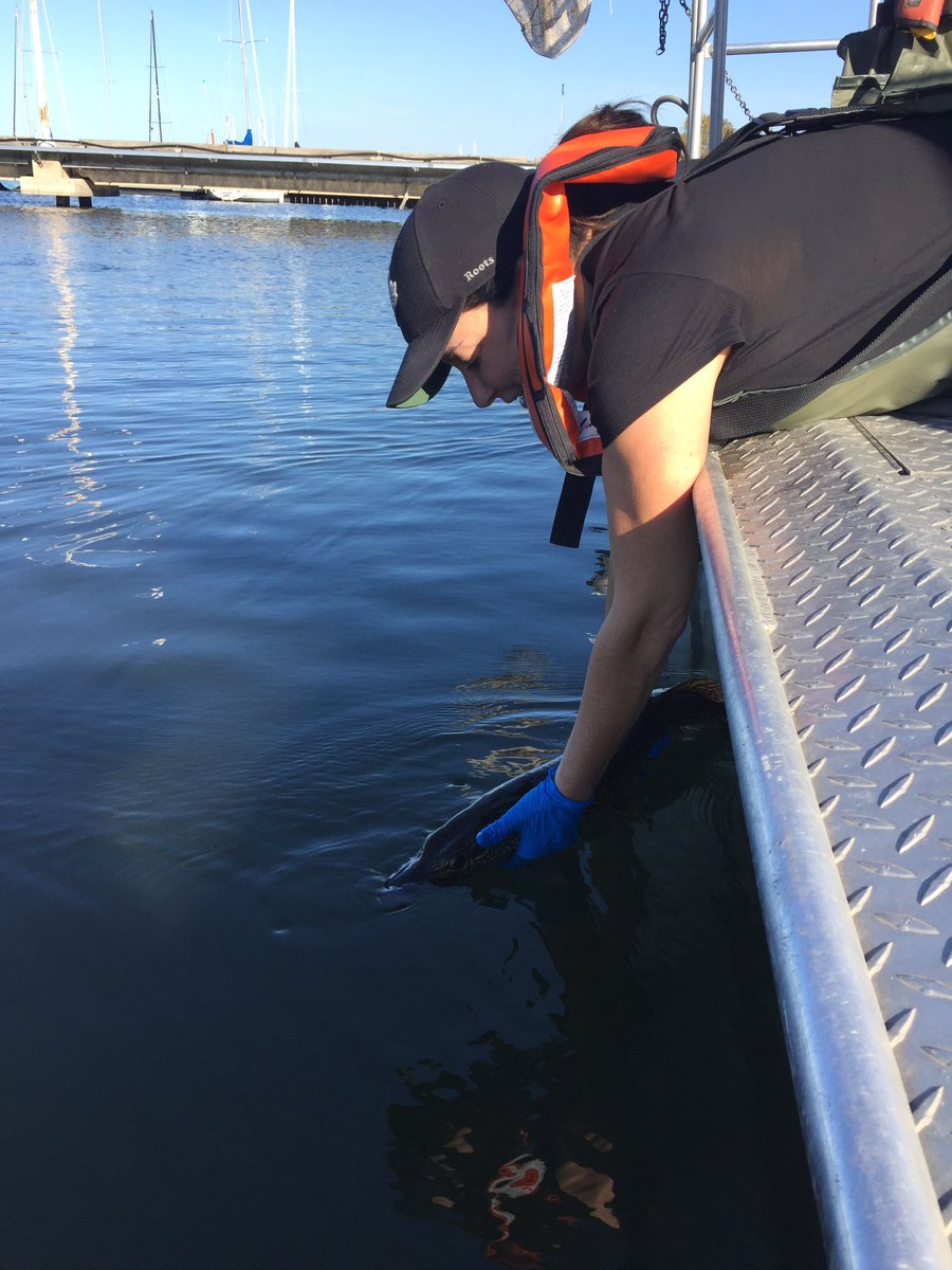 Ladyfishbio's tweet photo. Setting my first Vemco tagged Northern Pike free. Our journey together begins! @hhfishtracking #Northern Pike #DFO_science https://t.co/HpnSFWXMGn