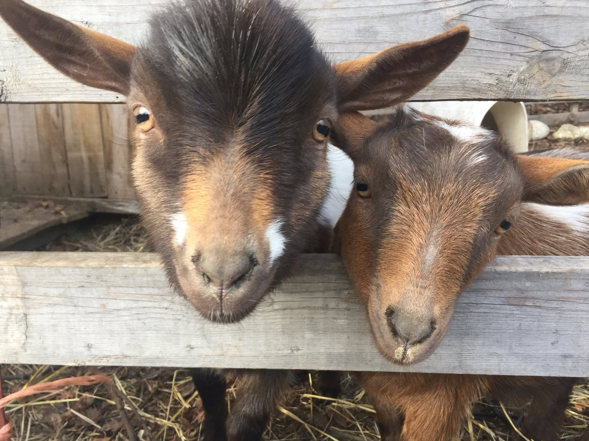AKVeroniKa's tweet photo. Sweetness #nigies #hamilton #phoebe #thebyerspatch #hangingwithgoats #farmsteadAK #hatcherpassAK #leftthecityforthefarm https://t.co/j2avg6dJay