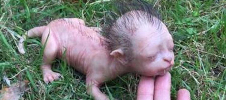 El vídeo de una criatura mitad felino mitad humana que está causando terror entre la población de Malasia atres.red/fco453