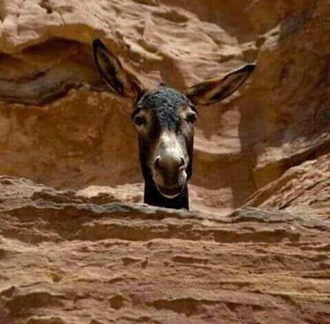 الحمار لوفرين