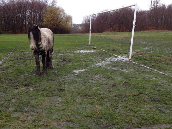 BeWarmers's tweet photo. Who's a better defender? 

RT - Tommy the donkey

LIKE - Dejan Lovren

#TOTLIV https://t.co/480MGpVPzw