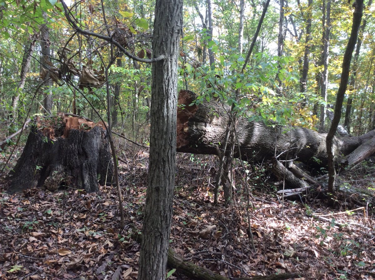 While out doing yard work, notice a huge tree that has fell!