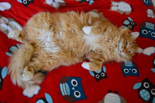 Missing Cats Cumbria On Twitter Cumbria Missing From The