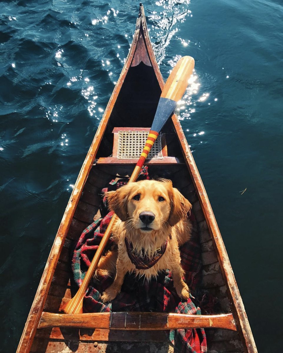 loneconeshop's tweet photo. This adventure dog just made your Sunday a whole lot better. 😍🐶 
📸 By: @puffinandbennie https://t.co/bgaEr3siNt