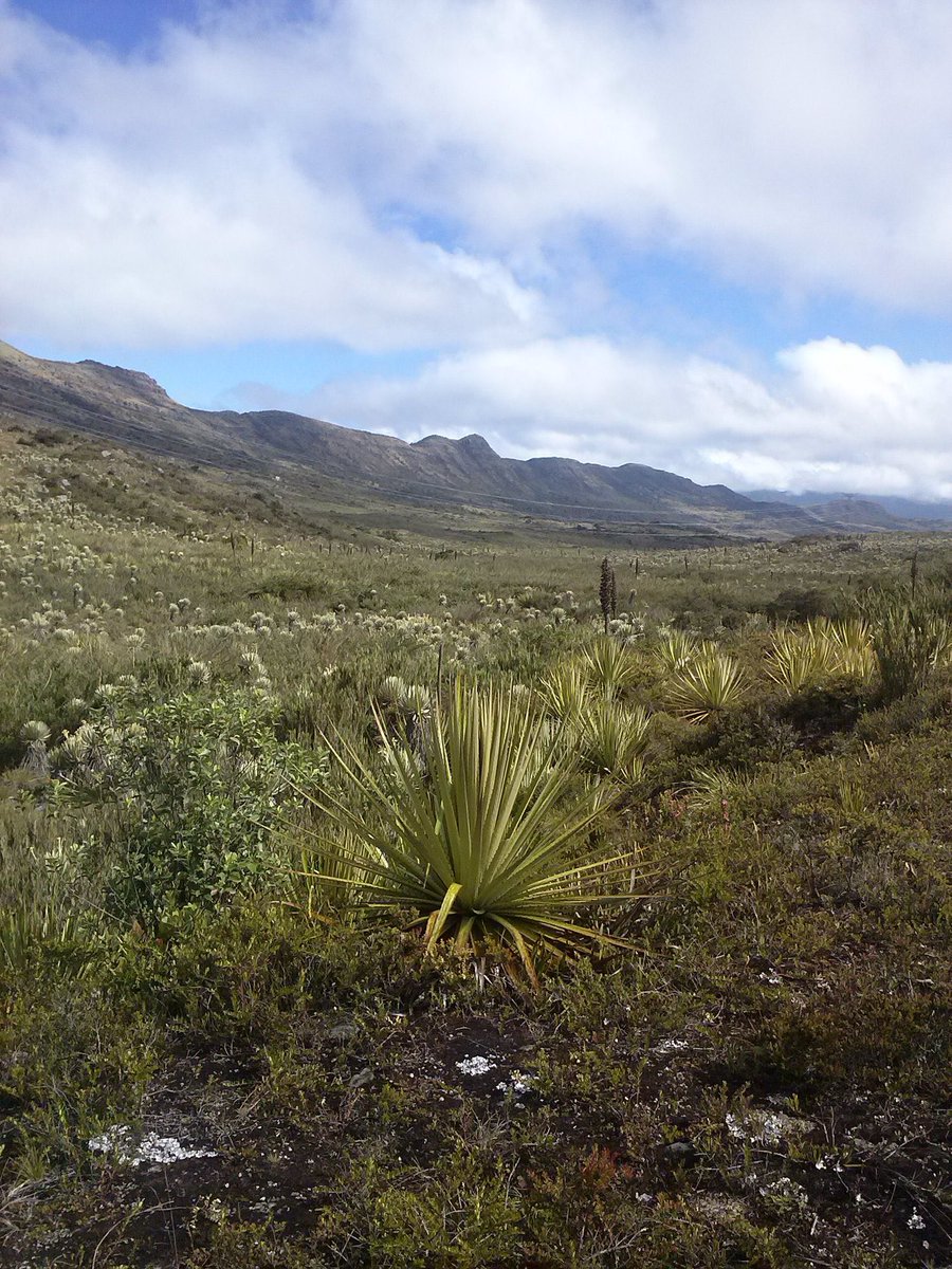 GuavioNoticias's tweet photo. El Paramo de #Guasca, ecosistema estrategico de la Región del #Guavio, un valor escenico natural, conservalo!. https://t.co/rpGhj0ZzA4