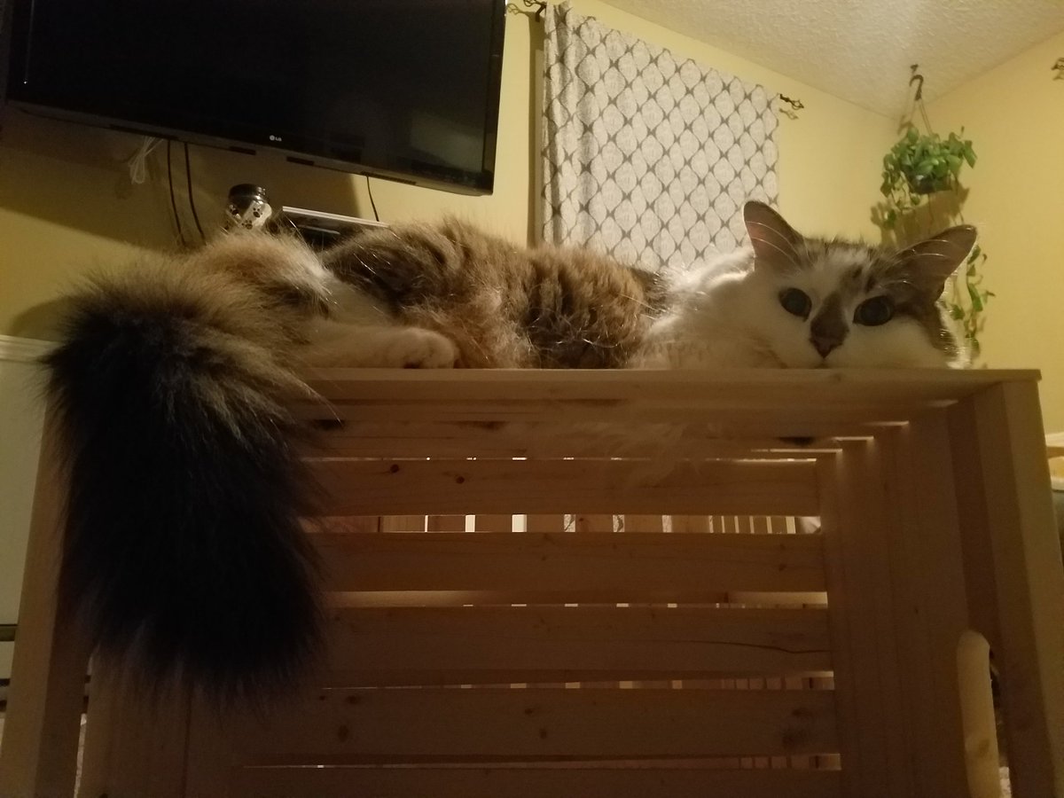 SizzleWhisky's tweet photo. #MrWaffles https://t.co/TECIOzd4Se