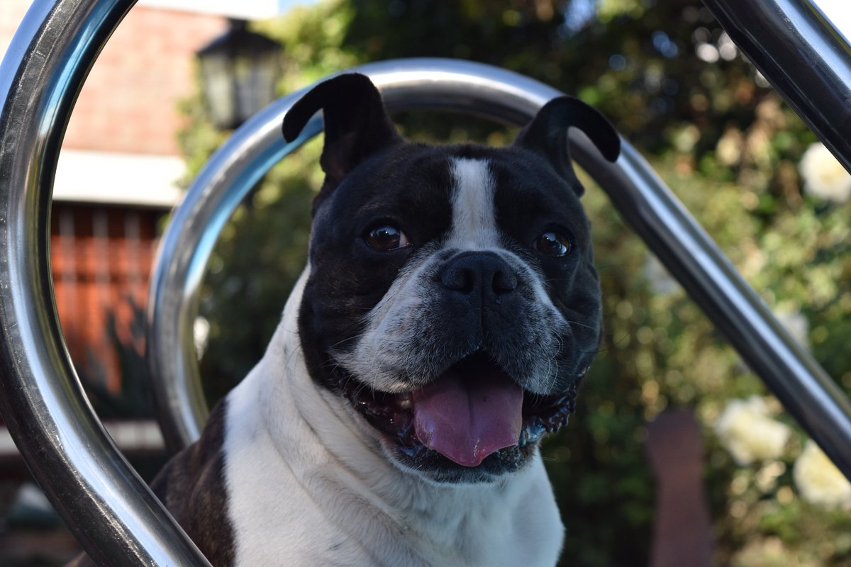 MaariCastelli's tweet photo. 🐕🐕🐕 https://t.co/XMvgv3Ck4e