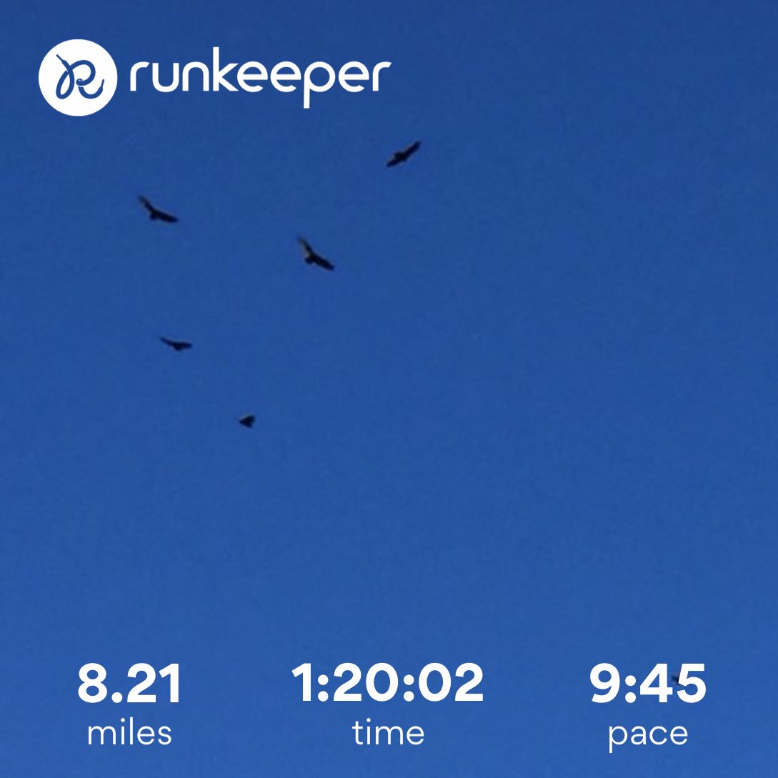 kingpin623's tweet photo. The things you see running the Back Mtn Trail... I think I counted 10 of ‘em circling above at one point!  #BirdyBoo #Hawkwind #BirdsOfPrey https://t.co/QFBQGJMyx6