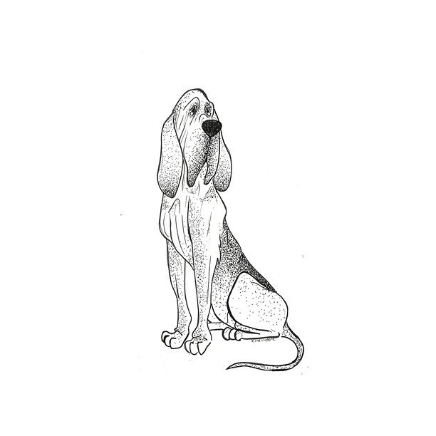coseillustrate's tweet photo. Fast sketch of a lovely #Bloodhound for my daily contribution to #inktober2017 

#Inktober #trail #coseillustrate https://t.co/2L3Lv9GArr