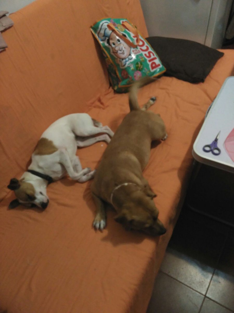 KIRA hembra mestiza de 12 meses, 6 kilos en #adopción en #Antequera 
#salvarlos Contacto: móvil 637 17 60 58 (Whatssap)