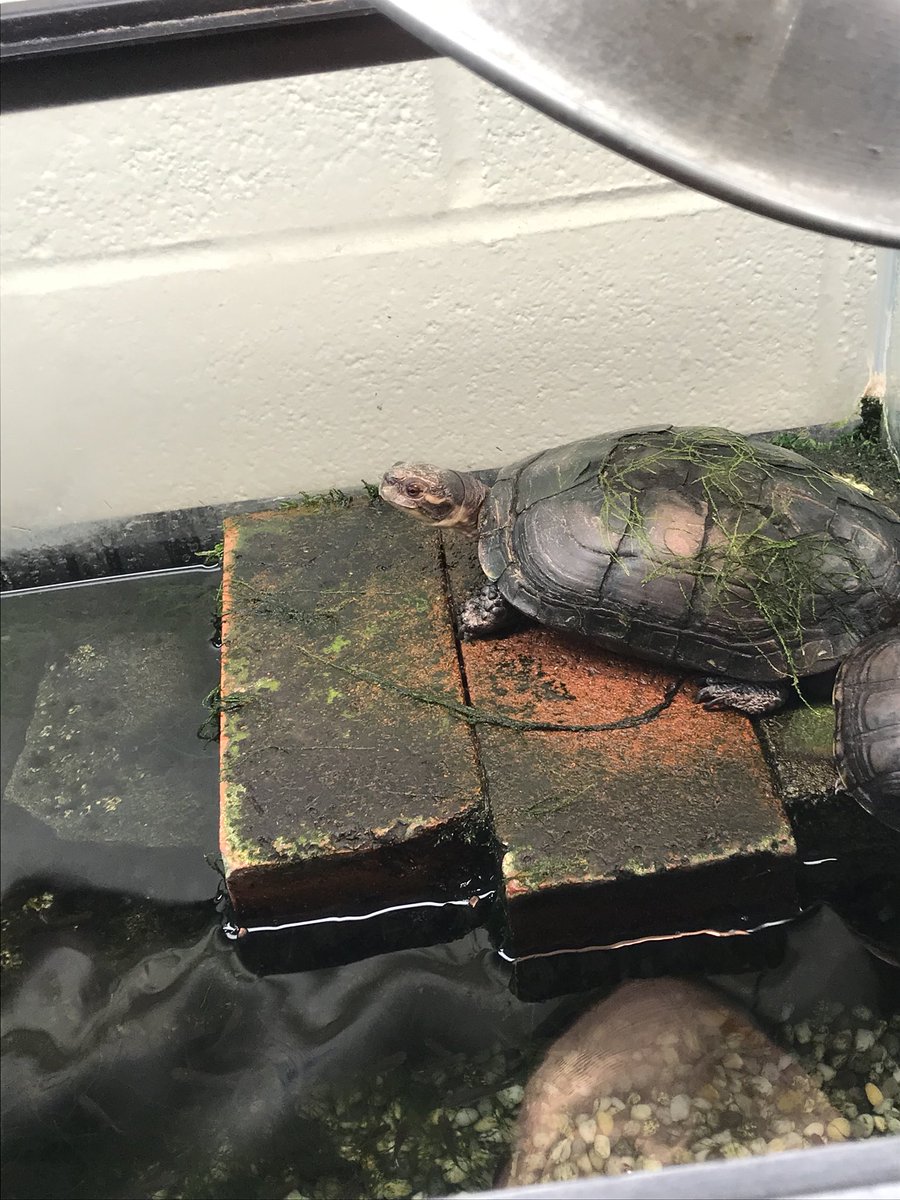 MaxineSJU's tweet photo. This guy is 25 years old. Not sure what that is in human years but I'd highly encourage u 2come say hi #biodiversitylab! @SJUAdmissions https://t.co/hO0ursPuAP
