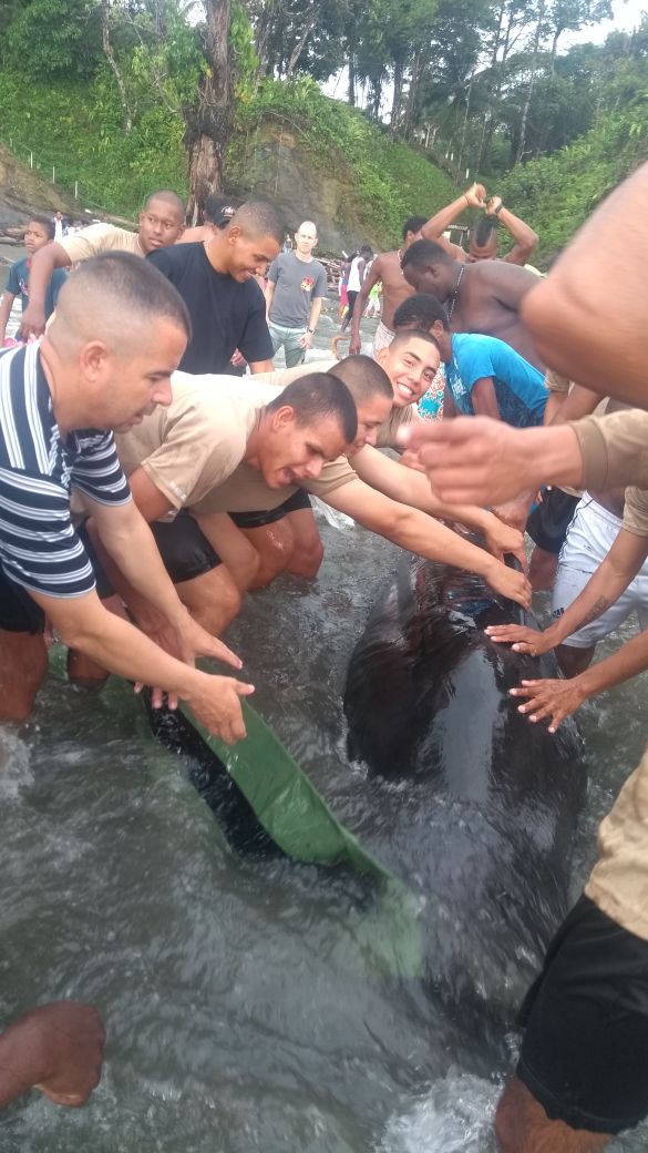 mindefensa's tweet photo. .@armadacolombia rescató y liberó en el océano pacifico un ballenato que se encalló en una playa de #Juanchaco https://t.co/dHG3ZrT6ZH
