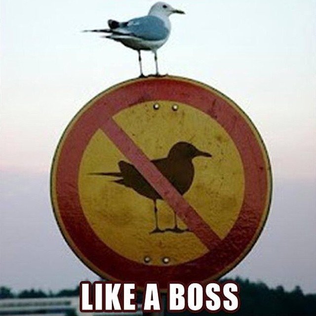 itschadrubin's tweet photo. If I had a spirit animal, it would be this guy. 🦅 https://t.co/JrA1XGbcKi