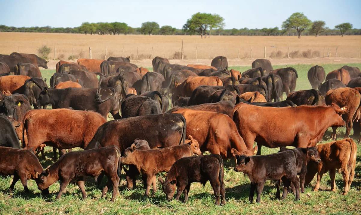 PalabraRural's tweet photo. Rodeo de Cría Angus de Cabaña LOS MURMULLOS de Garruchos Agropecuaria
Estancia El Retiro
Nueva Galia San Luis https://t.co/hNA9kDkQw8