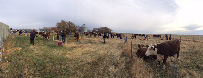 Out at Blair-Athol Haroldson &amp; Friends sale in Arcola, SK. Great offering and great people. Sweep "Steaks" continues!