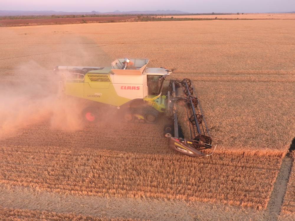 Plenty of dust this afternoon and half way through the wheat