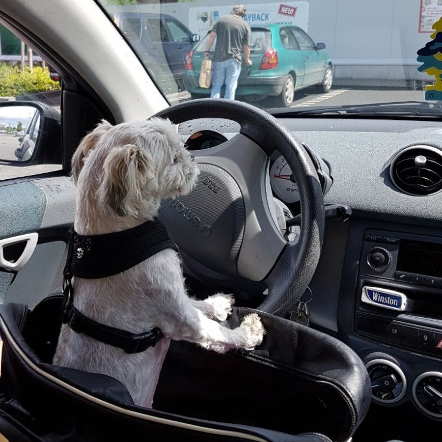 DesignatedDog's tweet photo. Ever seen a dog drive from a purse?!? #designateddog #doglovers https://t.co/U2P5xRK6V5