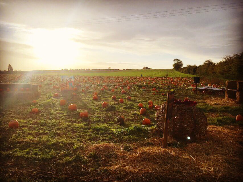 PumpkinJim's tweet photo. We’ve had such a fun couple of days. Don’t forget we are open all week 10am -3pm for kid’s fun and pumpkins galore! 🎃🎃🎃 #cambridge https://t.co/gneR3OlgKz
