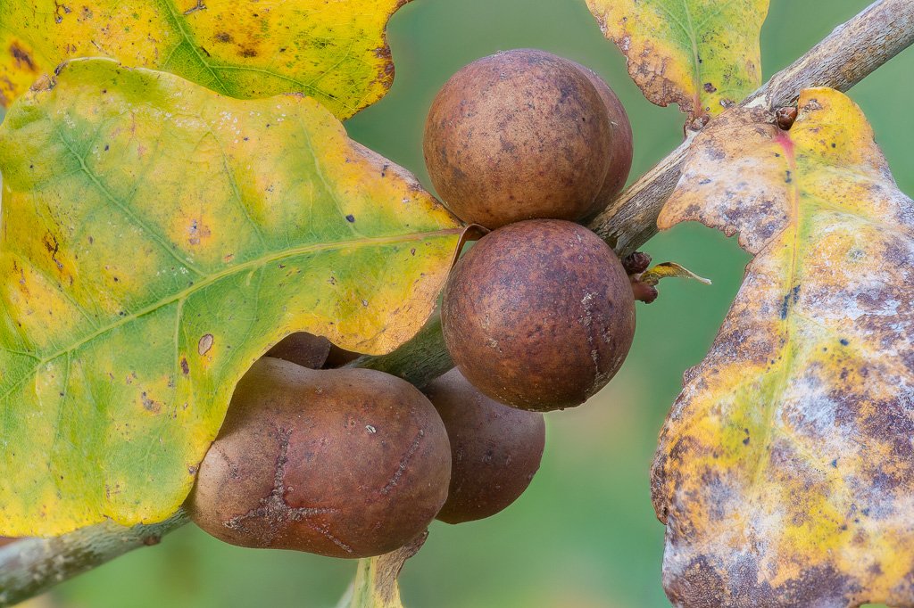Botanics's tweet image. #oak #galls #oakapples #cheshire #autumn